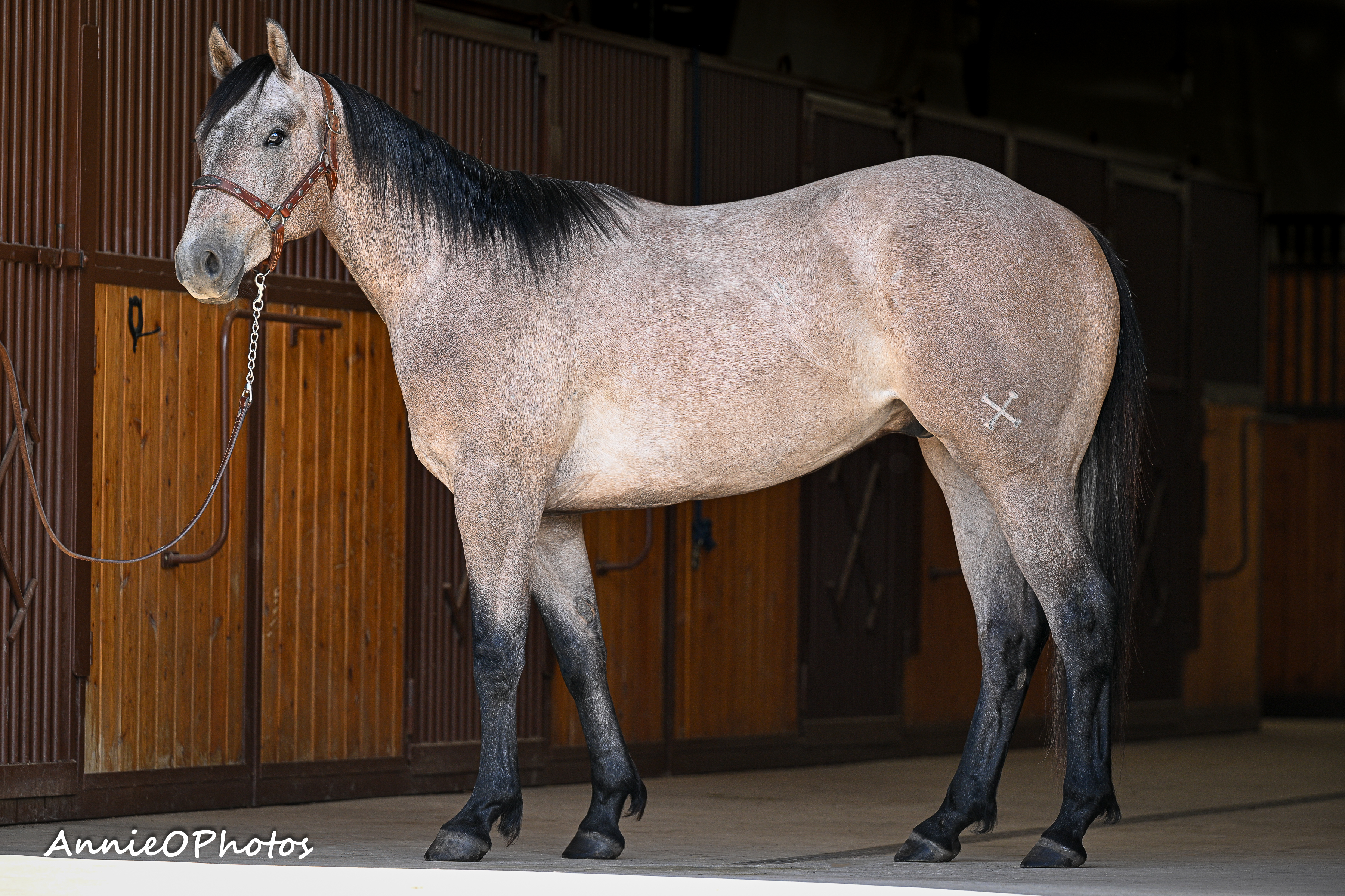 Doctor Firewater | Cowan Select Horses