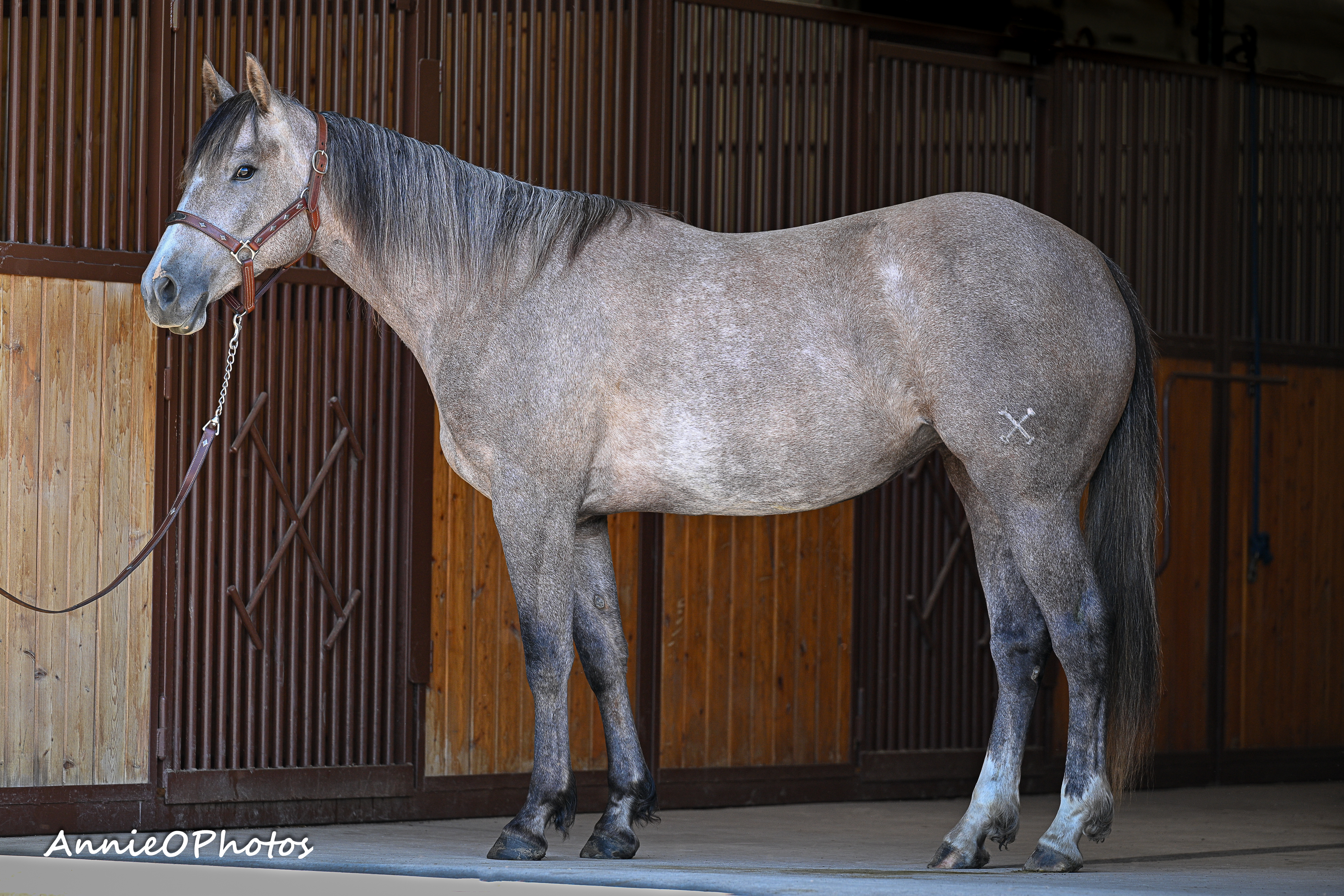 Senorita Firewater | Cowan Select Horses