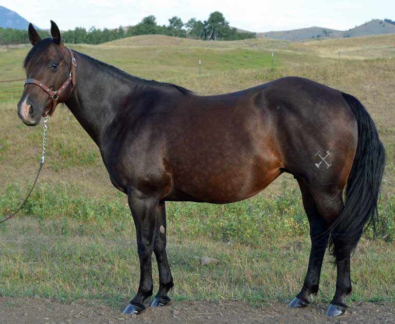 Houstons Lone Star | Cowan Select Horses