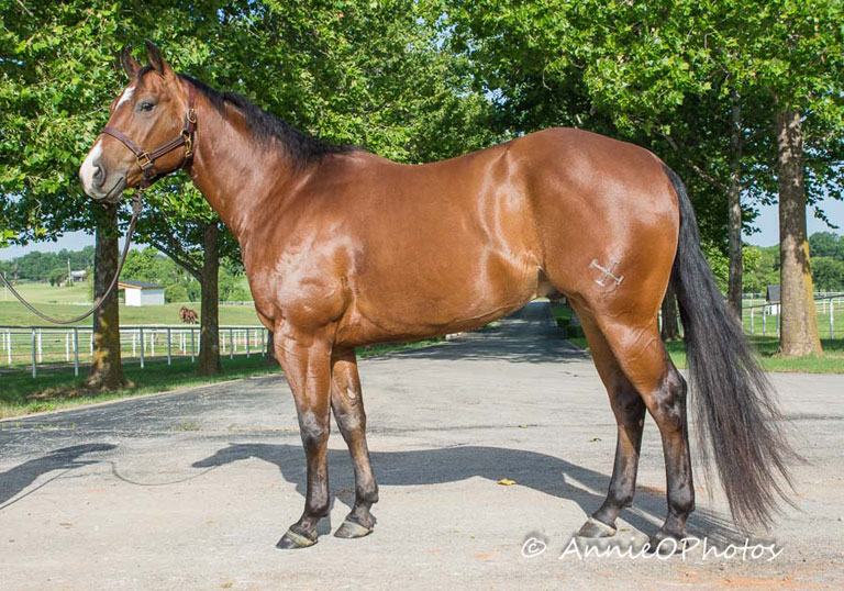 Pepto Stylish Legend | Cowan Select Horses