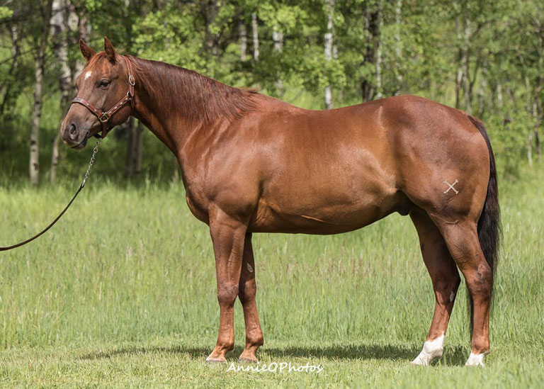 Switchgrass | Cowan Select Horses